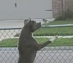 manger chien Un chien s'approche d'un oiseau sur une clôture