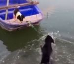 sauvetage Un chien sauve un chiot sur un bateau