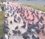 nourriture Comment monter une armée de pigeons
