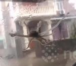 typhon Des poulpes sur le pare-brise d'une voiture