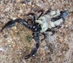 dos Un scorpion avec ses bébés sur le corps