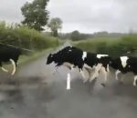 sauter route Des vaches sautent par-dessus la ligne blanche d'une route
