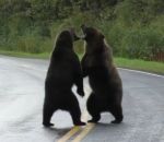 grizzly ours Bagarre de grizzlies sur une route