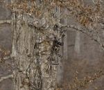 camouflage arbre Trouvez le chasseur
