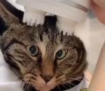 louche massage Un chat se fait masser la tête