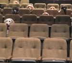 aveugle chien Des chiens d'assistance au cinéma