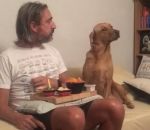 canape chien regard « Ta nourriture ne m'intéresse pas du tout »