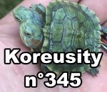 koreusity compilation septembre Koreusity n°345