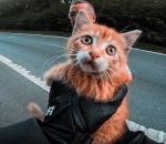 route motard voiture Un motard sauve un chaton au milieu de la route (Belgique)