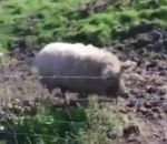 laineux Un élevage de porcs laineux