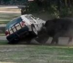 attaque voiture Un rhinocéros charge une voiture dans un zoo