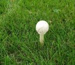 balle golf Un champignon ou une balle de golf ?
