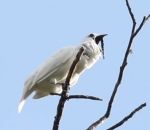oiseau Le chant bruyant de l'araponga blanc