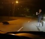 castor Un automobiliste aide un castor à traverser une route