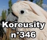 koreusity compilation octobre Koreusity n°346