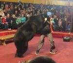 attaque Un ours attaque son dresseur dans un cirque