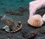 poulpe pieuvre plongeur Un plongeur offre des coquilles à une pieuvre