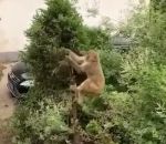 intelligent singe sauter Un singe se donne de l'élan avec un arbre