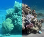 sous-marin eau Un algorithme pour pour enlever l'eau des photos sous-marines