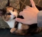 main chat Bohemian Rhapsody avec un chat
