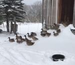 grange Des canards découvrent la neige (Vermont)