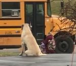 ecole chien Un chien attend le bus scolaire avec les enfants
