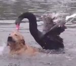 retriever golden Un cygne attaque un chien dans un lac