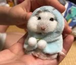 capuche Un hamster porte un hoodie
