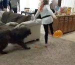 ballon baudruche eclater Jeu du ballon avec un chien
