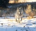 rencontre chasseur Un homme rencontre une meute de loups (Wyoming)