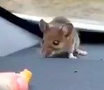 souris homme Un homme a trouvé une souris sur son tableau de bord