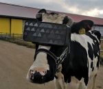 realite masque Des vaches portent un masque de réalité virtuelle pour produire plus de lait (Russie)