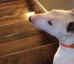 escalier saut Bull terrier vs Escalier