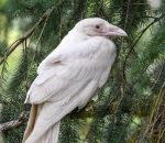 leucisme Corbeau blanc