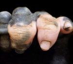doigt Un gorille sans pigmentation au bout des doigts