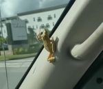 grenouille saut Une grenouille dans une voiture
