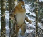 primate marcher Le Rhinopithèque, le seul singe à marcher sur la neige debout