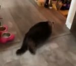 obese chat Un chat fait un drift