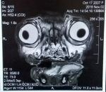 carlin radiographie IRM d'un carlin