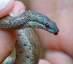 saignement L'autohémorrhée d'un serpent