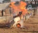 pakistan feu Des zébus s'enflamment pendant une cérémonie