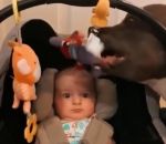 chien bebe Un bébé apeuré par un staffie