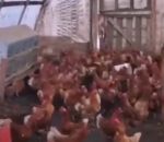 poulet attaque Une buse dans un poulailler