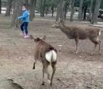 enfant parc Un cerf attaque une petite fille (Nara)