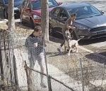 chien attaque Un pitbull hors de contrôle attaque un joggeur