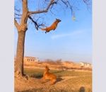 malinois Un chien attrape une balle dans un arbre