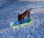 neige Un chien fait de la luge