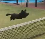 tennis chien Chien vs Filet de tennis