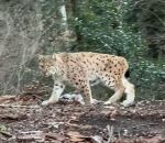 jura Rencontre avec un lynx dans le massif du Jura