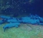 poisson-globe plongeur Un poisson vole la vedette à des requins